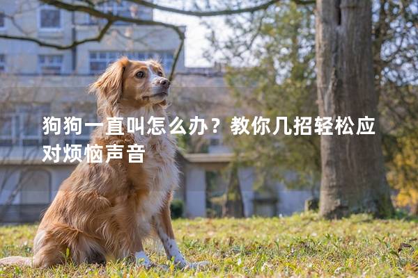狗狗一直叫怎么办？教你几招轻松应对烦恼声音