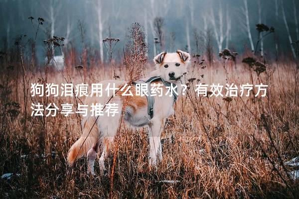 狗狗泪痕用什么眼药水？有效治疗方法分享与推荐