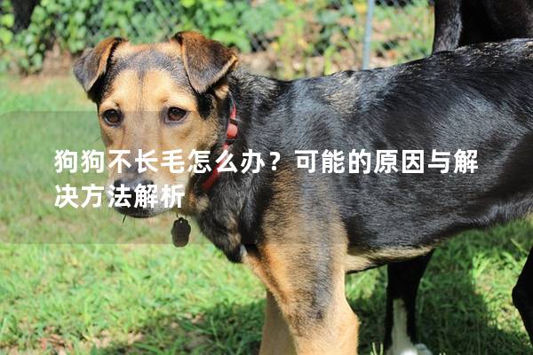 狗狗不长毛怎么办？可能的原因与解决方法解析