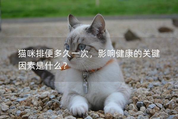 猫咪排便多久一次，影响健康的关键因素是什么？
