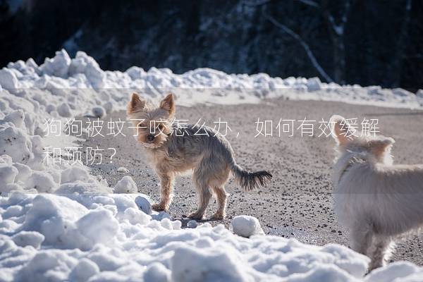 狗狗被蚊子咬怎么办，如何有效缓解和预防？