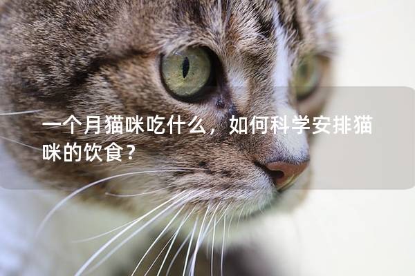 一个月猫咪吃什么，如何科学安排猫咪的饮食？