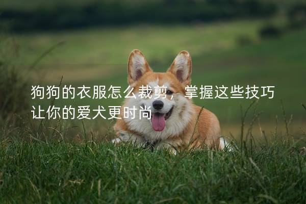狗狗的衣服怎么裁剪，掌握这些技巧让你的爱犬更时尚