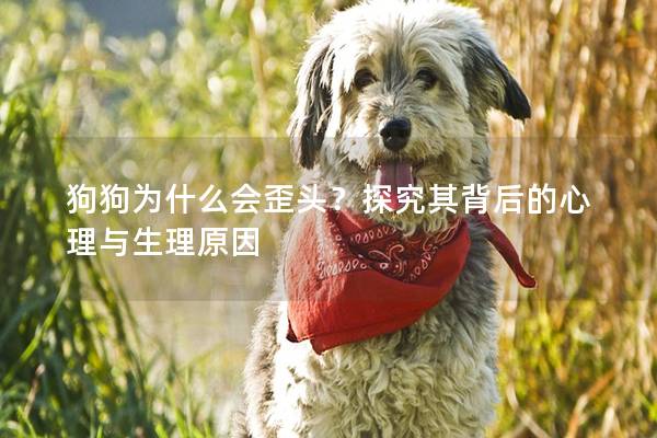 狗狗为什么会歪头？探究其背后的心理与生理原因
