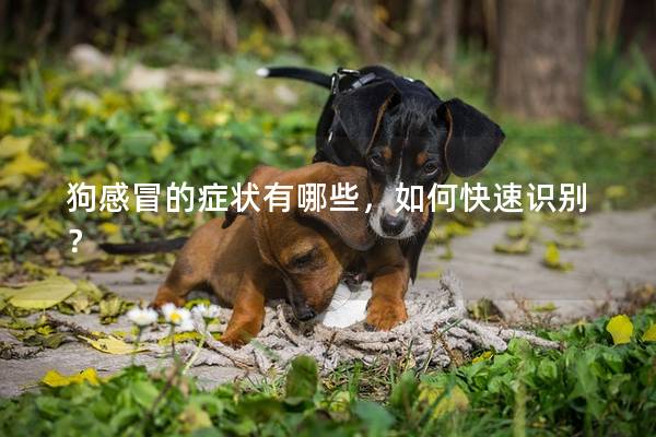 狗感冒的症状有哪些，如何快速识别？