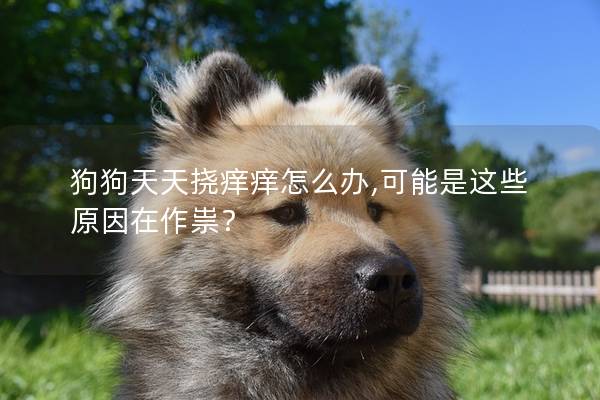 狗狗天天挠痒痒怎么办,可能是这些原因在作祟？