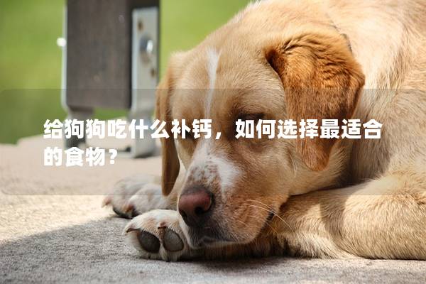 给狗狗吃什么补钙，如何选择最适合的食物？