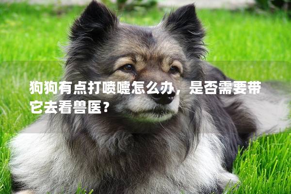 狗狗有点打喷嚏怎么办，是否需要带它去看兽医？