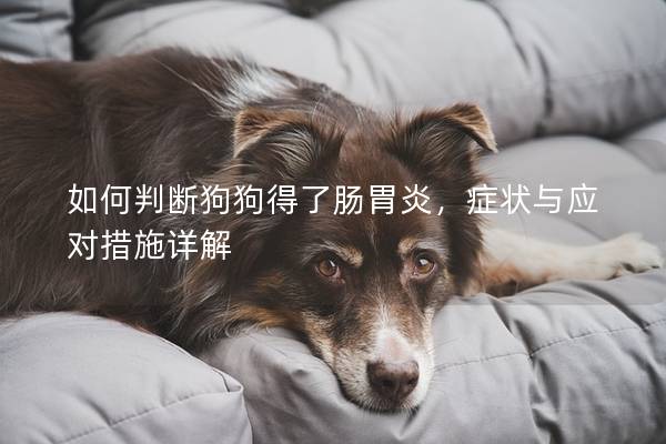 如何判断狗狗得了肠胃炎，症状与应对措施详解