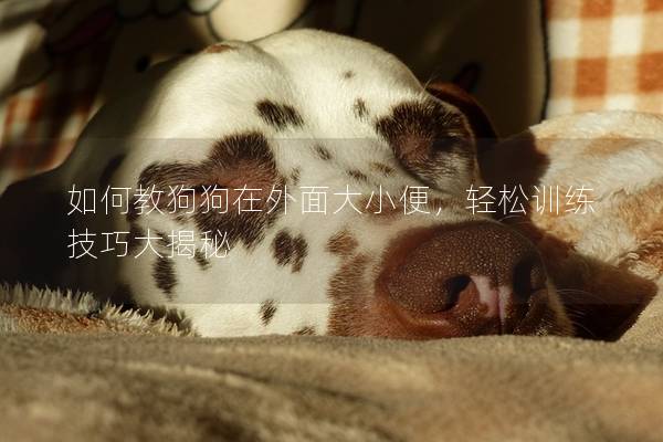 如何教狗狗在外面大小便，轻松训练技巧大揭秘