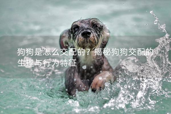 狗狗是怎么交配的？揭秘狗狗交配的生理与行为特征