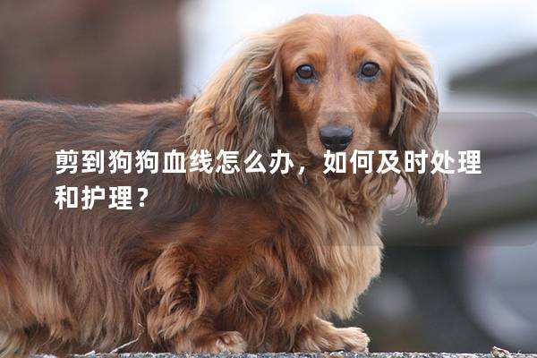 剪到狗狗血线怎么办，如何及时处理和护理？