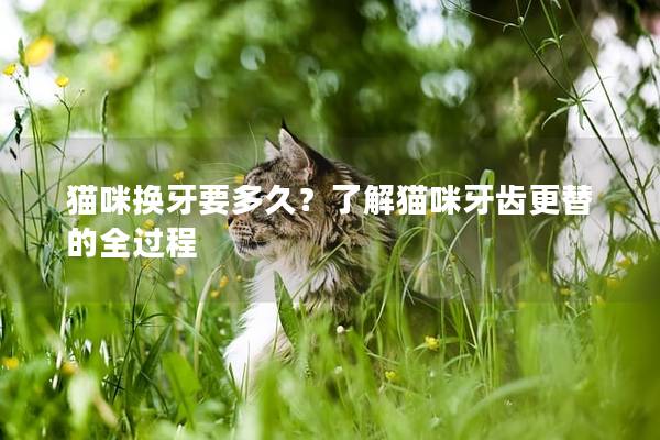 猫咪换牙要多久？了解猫咪牙齿更替的全过程