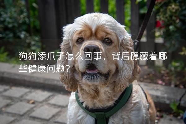 狗狗添爪子怎么回事，背后隐藏着哪些健康问题？