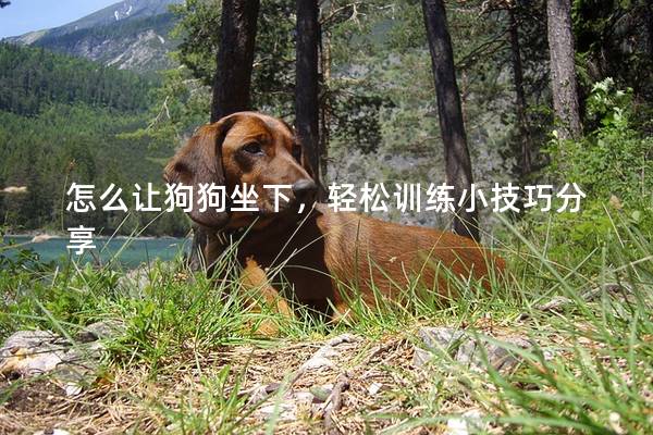 怎么让狗狗坐下，轻松训练小技巧分享