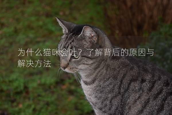 为什么猫咪会吐？了解背后的原因与解决方法