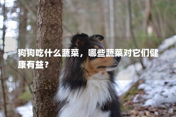 狗狗吃什么蔬菜，哪些蔬菜对它们健康有益？