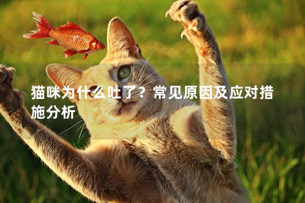 猫咪为什么吐了？常见原因及应对措施分析