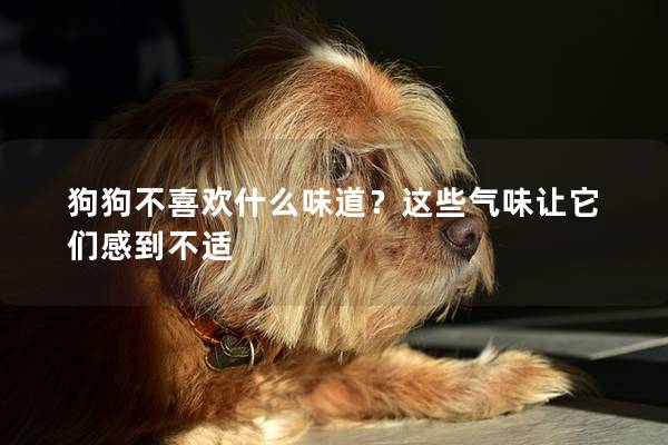 狗狗不喜欢什么味道？这些气味让它们感到不适