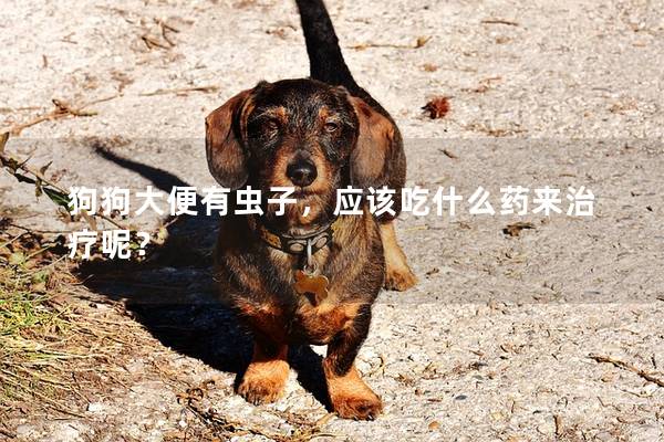 狗狗大便有虫子，应该吃什么药来治疗呢？