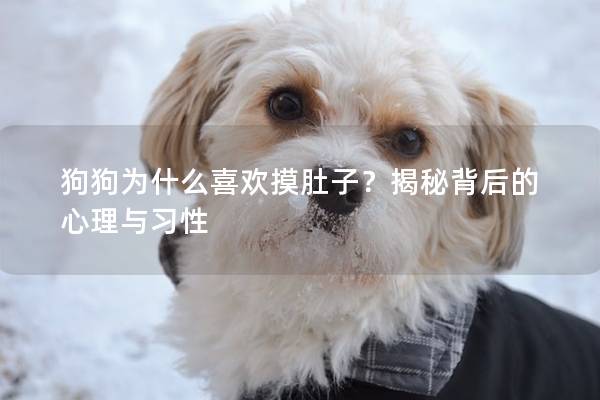 狗狗为什么喜欢摸肚子？揭秘背后的心理与习性
