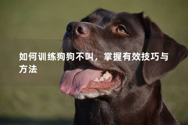 如何训练狗狗不叫，掌握有效技巧与方法