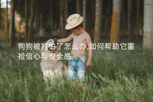 狗狗被打怕了怎么办,如何帮助它重拾信心与安全感