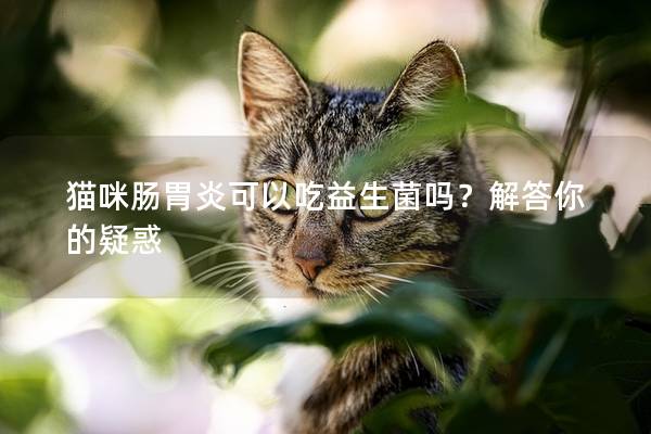 猫咪肠胃炎可以吃益生菌吗？解答你的疑惑