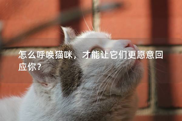 怎么呼唤猫咪，才能让它们更愿意回应你？