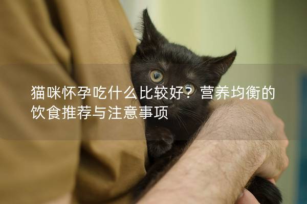 猫咪怀孕吃什么比较好？营养均衡的饮食推荐与注意事项