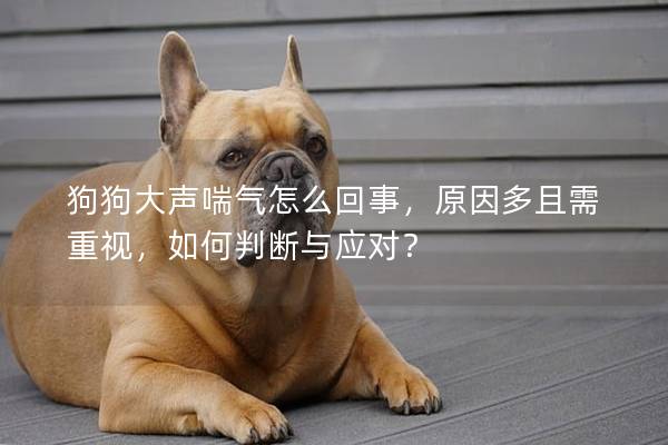 狗狗大声喘气怎么回事，原因多且需重视，如何判断与应对？