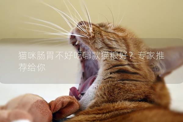 猫咪肠胃不好吃哪款猫粮好？专家推荐给你