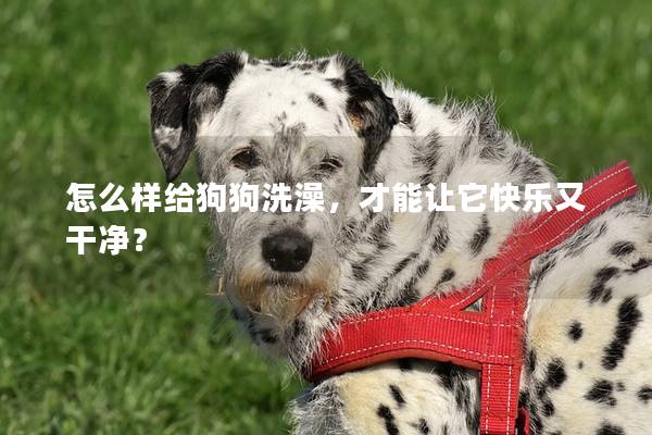 怎么样给狗狗洗澡，才能让它快乐又干净？