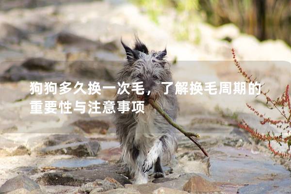 狗狗多久换一次毛，了解换毛周期的重要性与注意事项