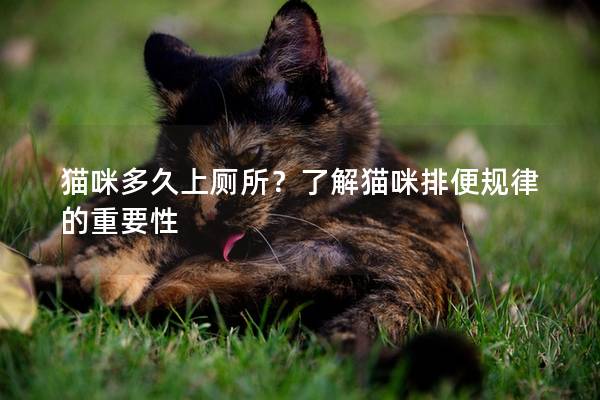 猫咪多久上厕所？了解猫咪排便规律的重要性
