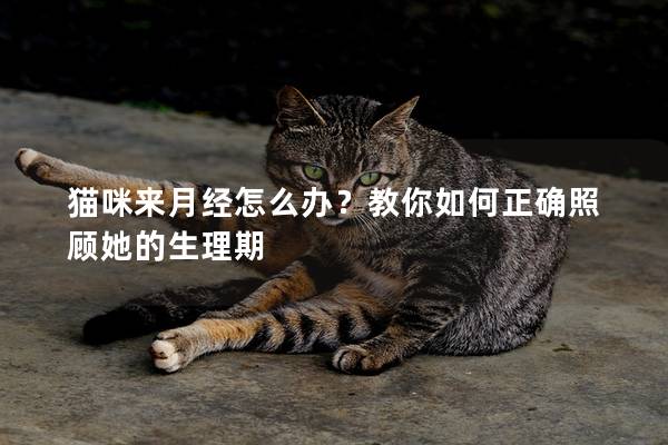 猫咪来月经怎么办？教你如何正确照顾她的生理期
