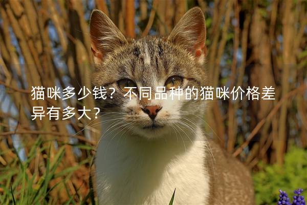 猫咪多少钱？不同品种的猫咪价格差异有多大？