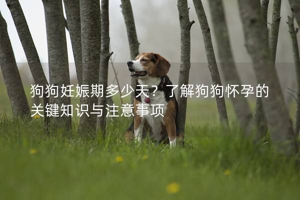 狗狗妊娠期多少天？了解狗狗怀孕的关键知识与注意事项