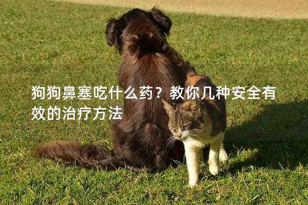 狗狗鼻塞吃什么药？教你几种安全有效的治疗方法