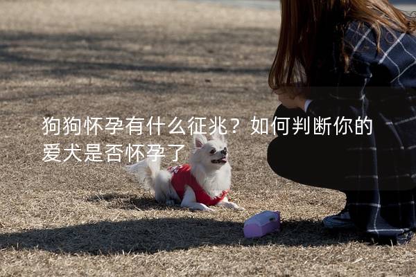 狗狗怀孕有什么征兆？如何判断你的爱犬是否怀孕了
