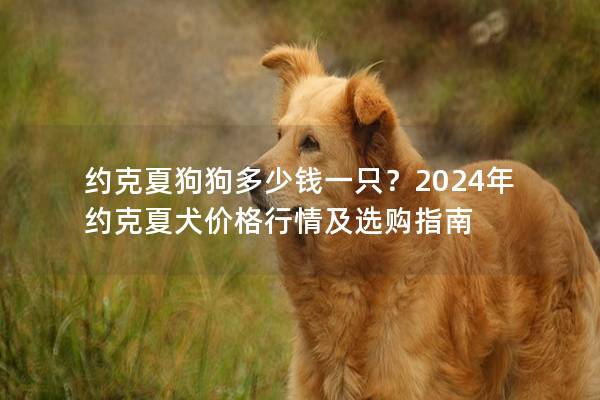 约克夏狗狗多少钱一只？2024年约克夏犬价格行情及选购指南