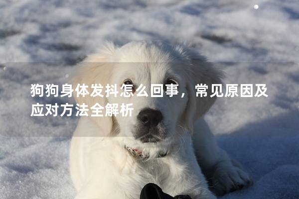 狗狗身体发抖怎么回事，常见原因及应对方法全解析