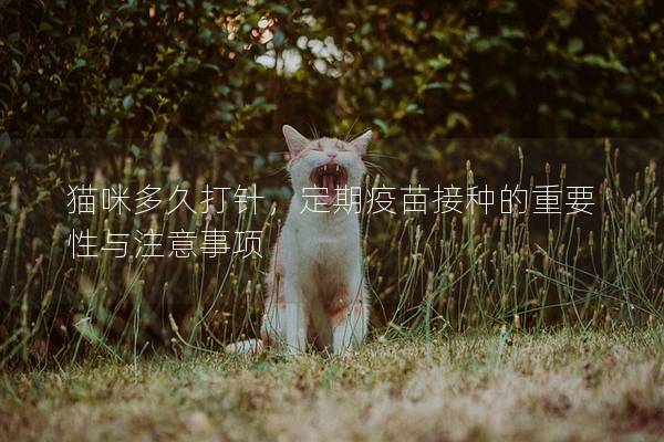 猫咪多久打针，定期疫苗接种的重要性与注意事项