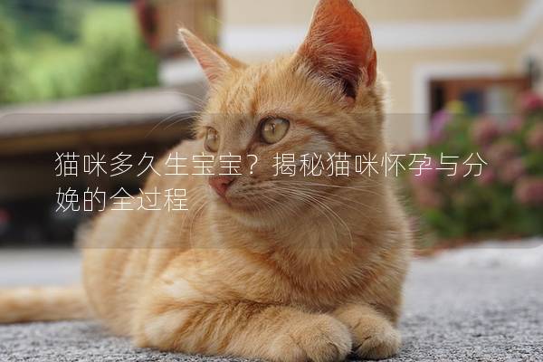 猫咪多久生宝宝？揭秘猫咪怀孕与分娩的全过程