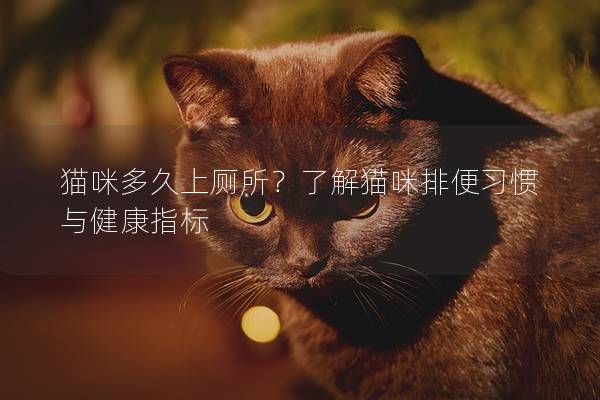 猫咪多久上厕所？了解猫咪排便习惯与健康指标