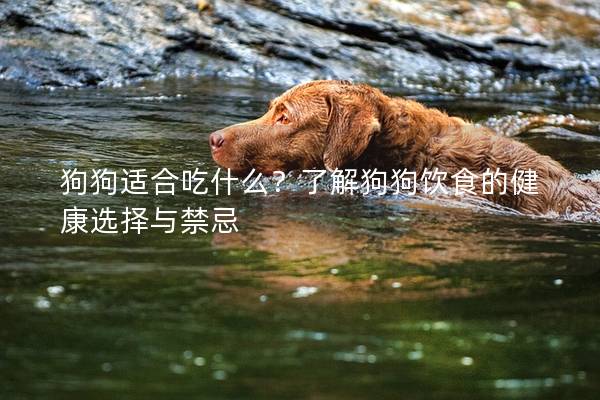 狗狗适合吃什么？了解狗狗饮食的健康选择与禁忌