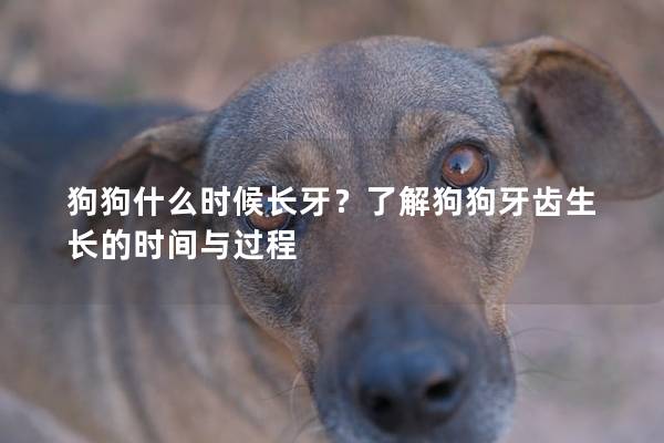 狗狗什么时候长牙？了解狗狗牙齿生长的时间与过程