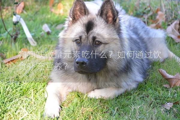 狗狗缺微量元素吃什么？如何通过饮食补充营养？
