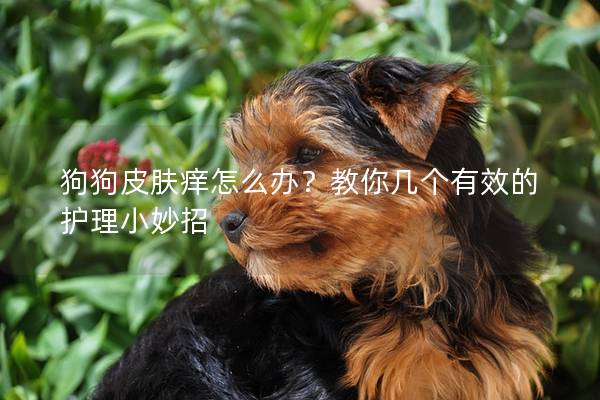 狗狗皮肤痒怎么办？教你几个有效的护理小妙招