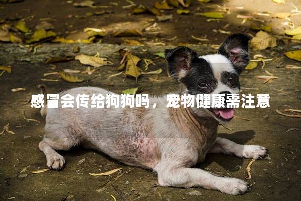 感冒会传给狗狗吗，宠物健康需注意